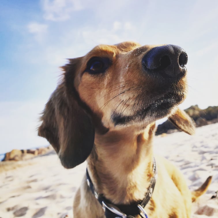 Stanley missing dog