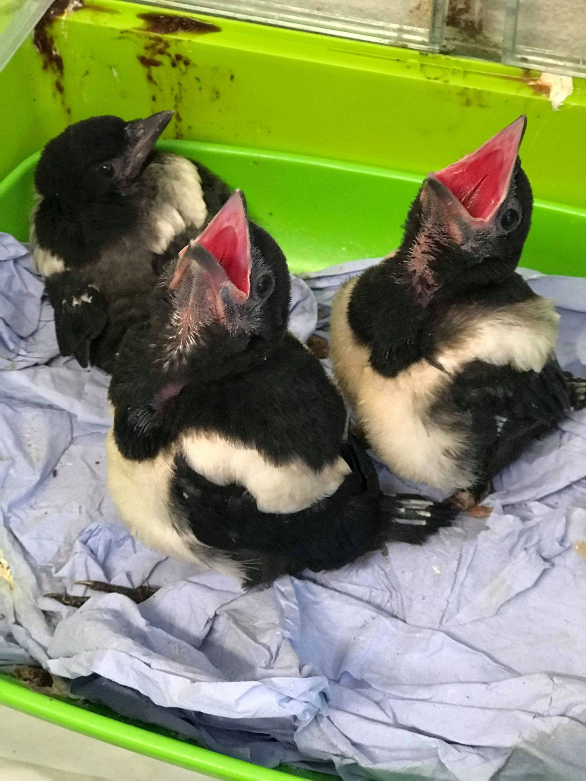 Magpies.jpg
