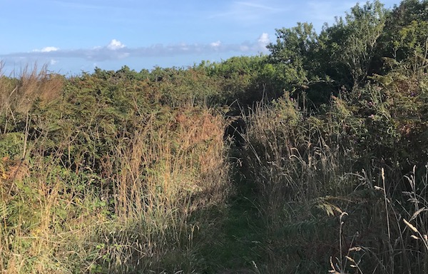 Path_from_cliff.jpeg