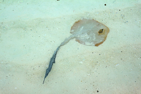 shutterstock stingray