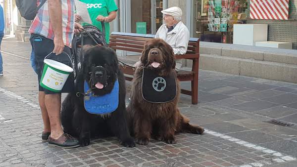2Big_Dog_Club_NSPCC_2018
