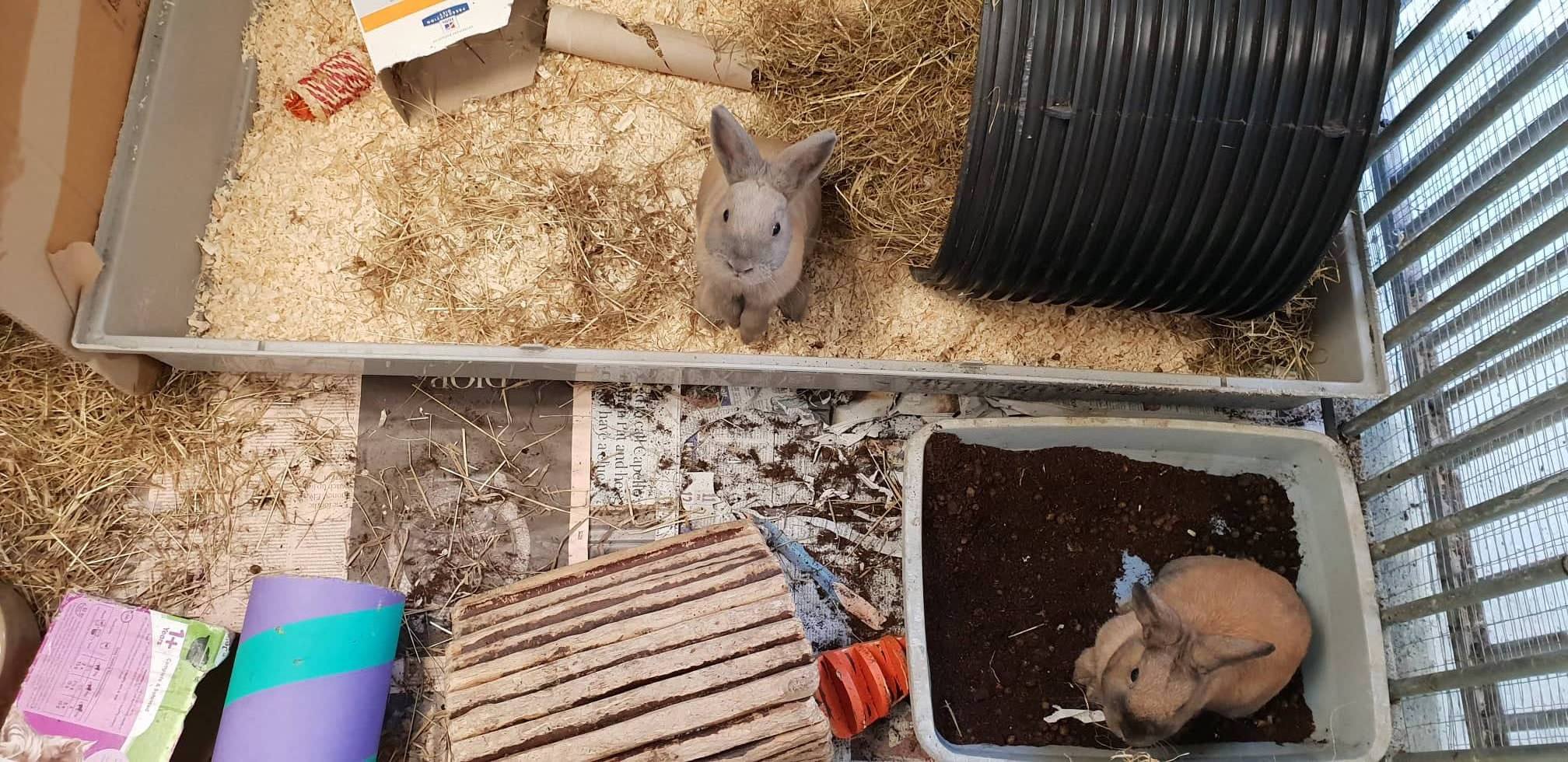 Rabbits JSPCA