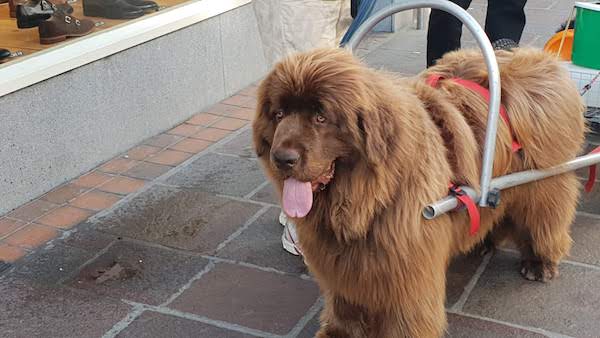 4Big_Dog_Club_NSPCC_2018