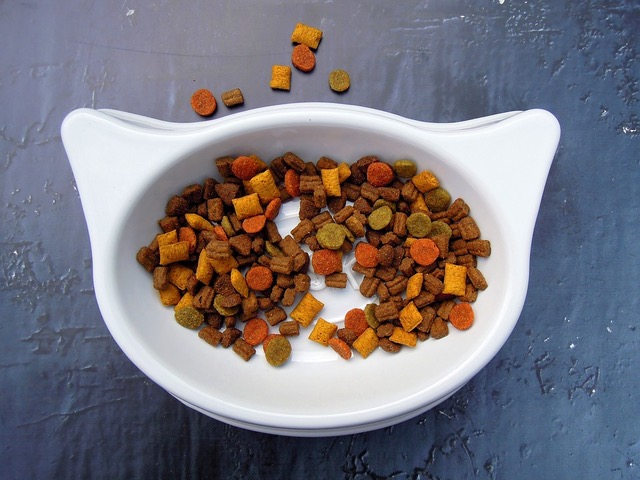 catfood.jpeg
