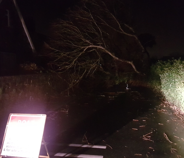 tree storm