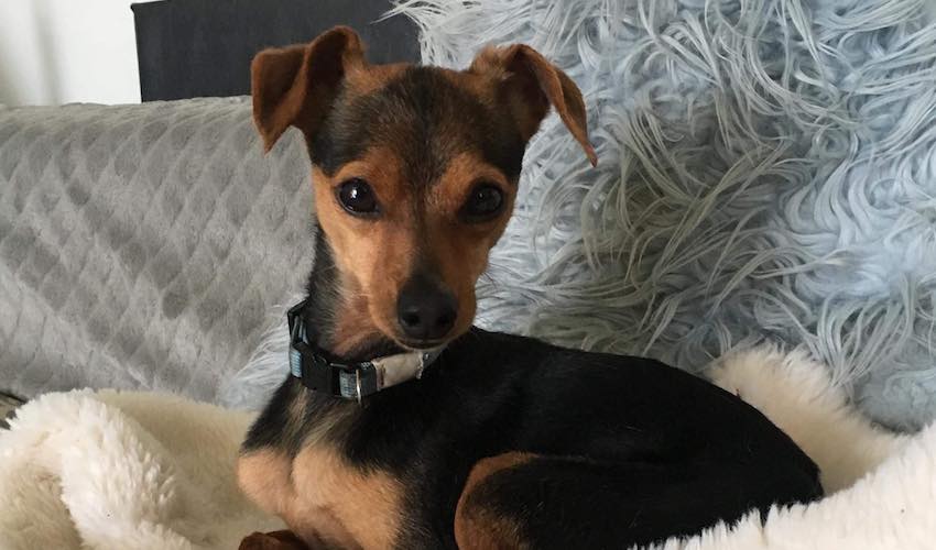Mickey_JSPCA