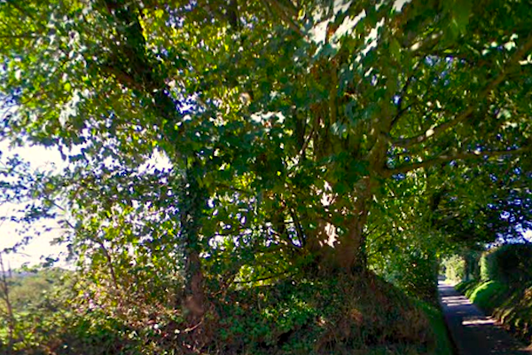 greenlane.png