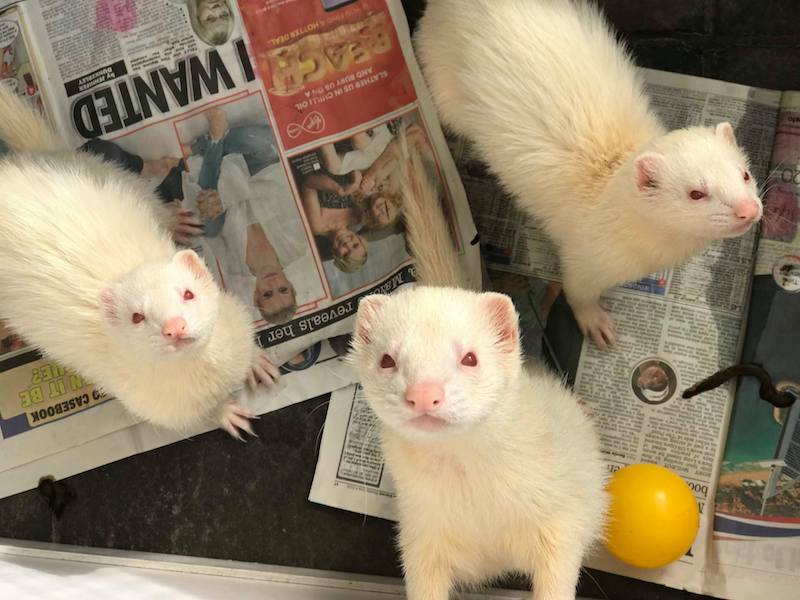3_Ferrets.jpg