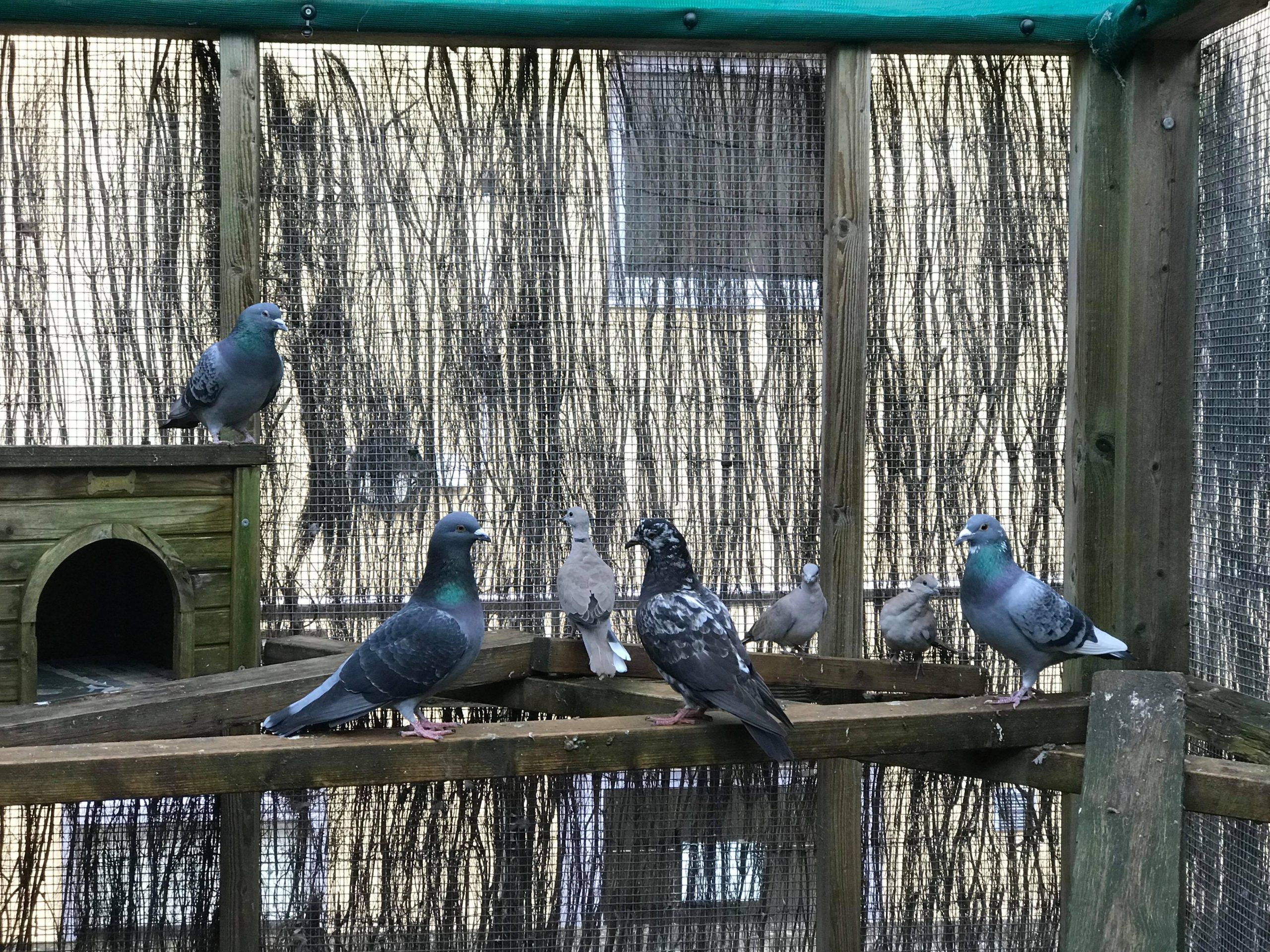 7_Pigeons.jpg