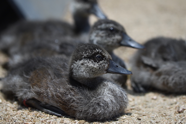 Madagascar_Pochard_Credit_Durrell_-_Lake_Sofia_Nov_2018._S_James_84