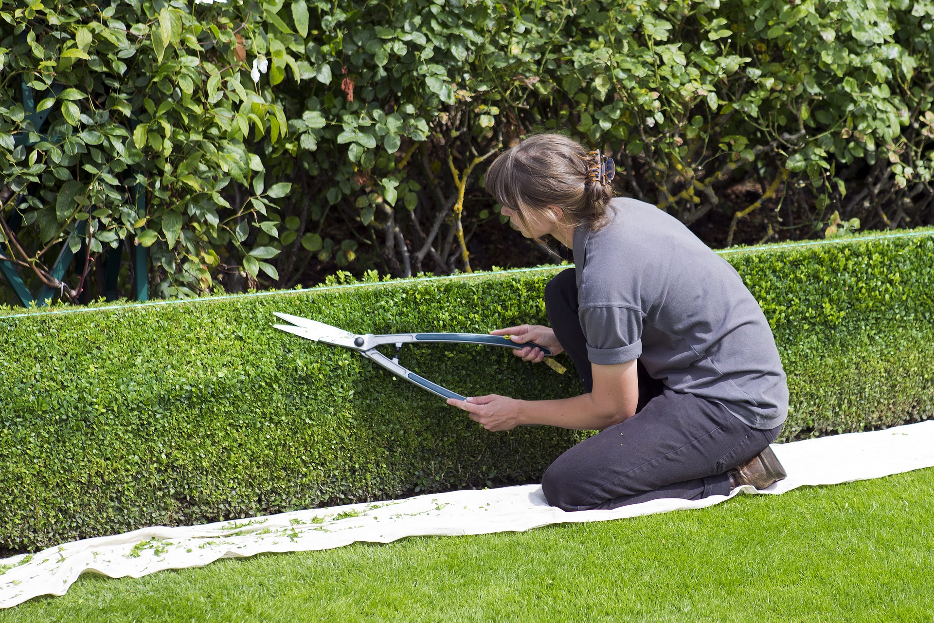 box-hedge-topiary-869073_1920.jpg