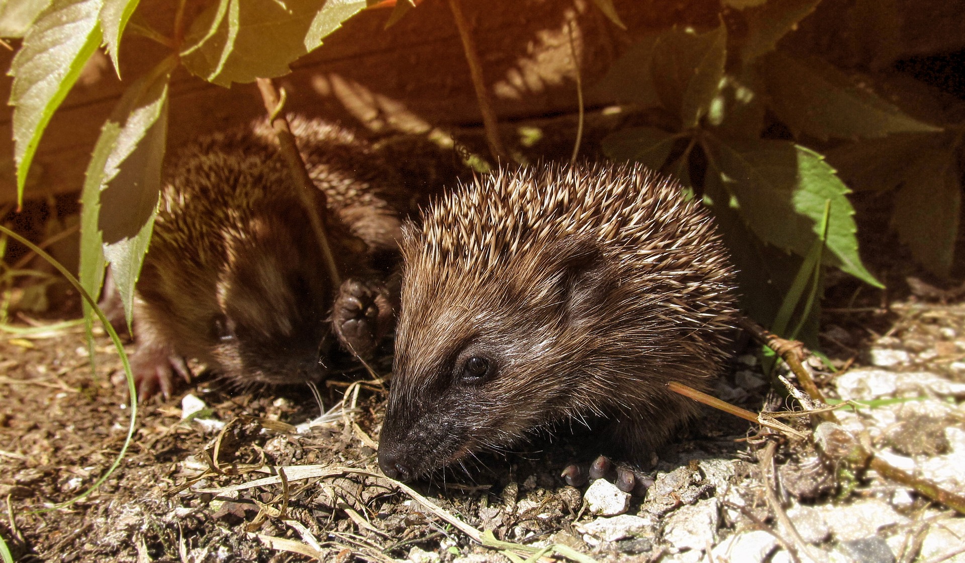 hedgehog-2771776_1920.jpg