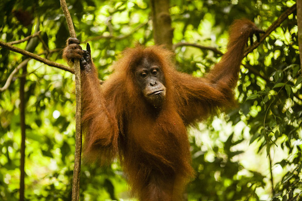 Bukit Lawang Trust Orang Utan