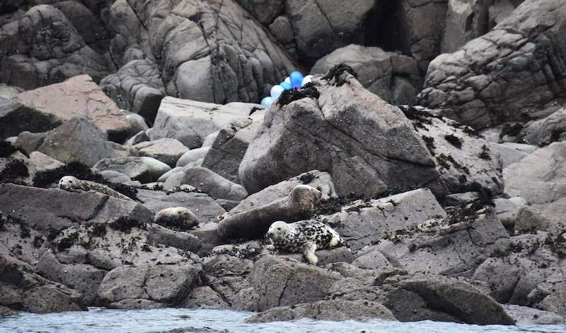 Seals, balloons
