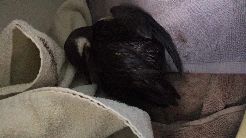 oiled bird GSPCA
