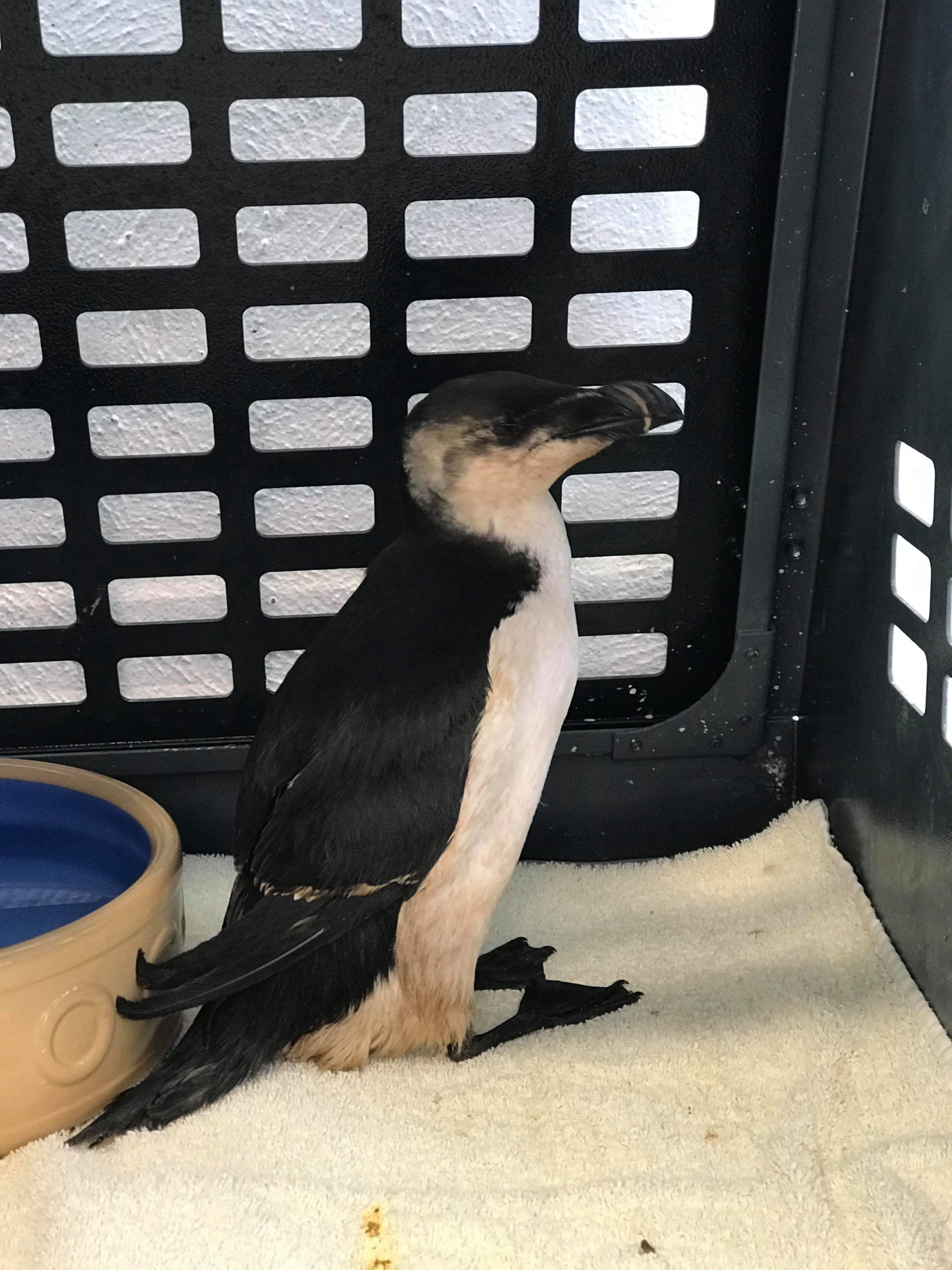 Oiled_Seabirds_JSPCA50311024_781816538836455_8382231210516021248_n-1