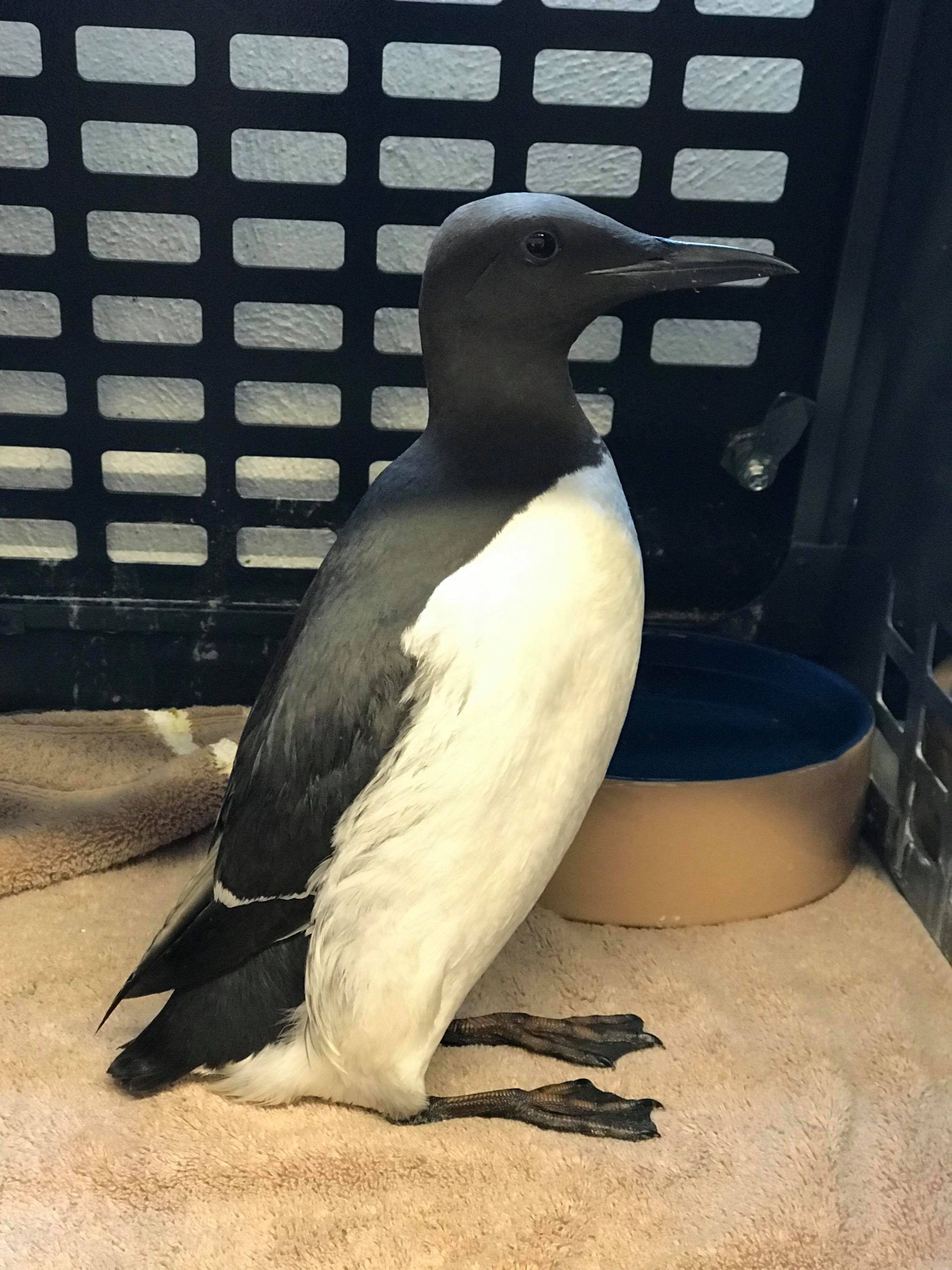 Oiled_Seabirds_JSPCA50330341_1219085638265591_5759720082179620864_n-1