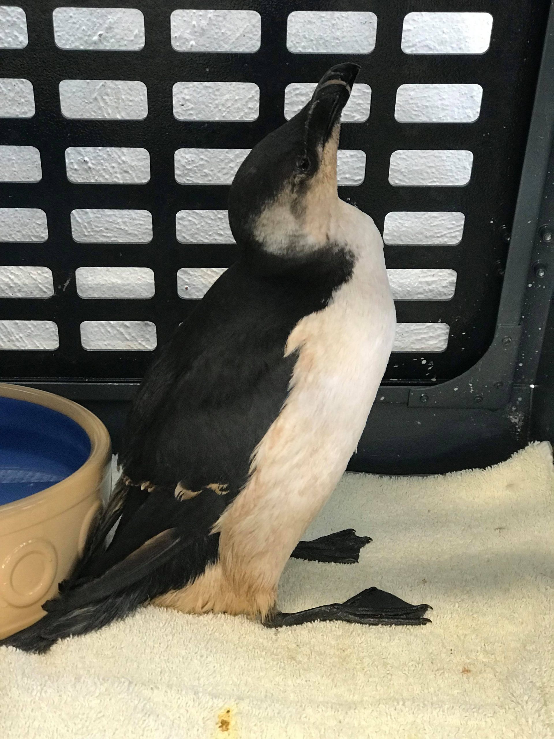 Oiled_Seabirds_JSPCA50454666_352854235316936_2941779390595334144_n-1