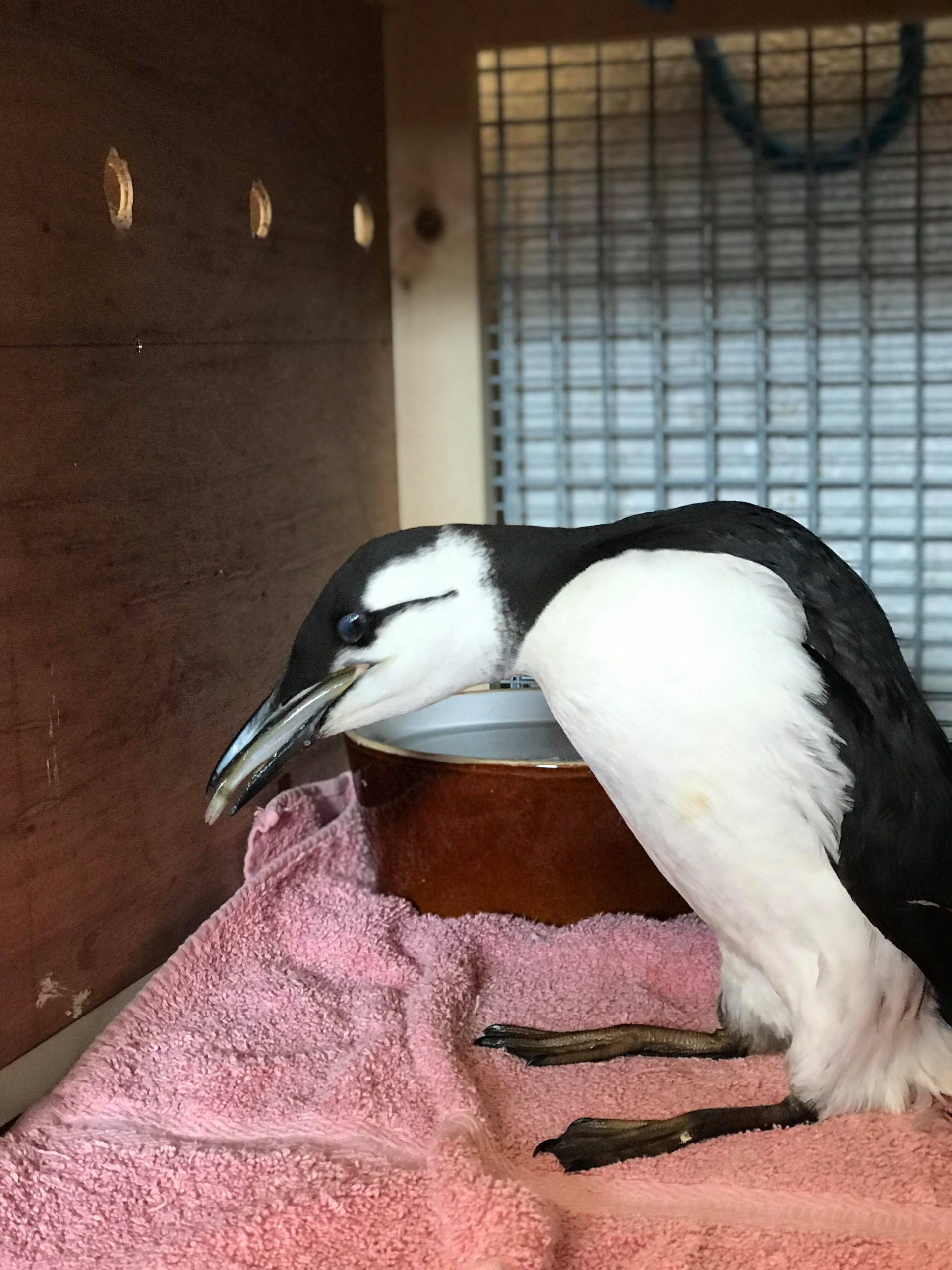 Oiled_Seabirds_JSPCA50599233_2409908395749969_5119176918876291072_n-1