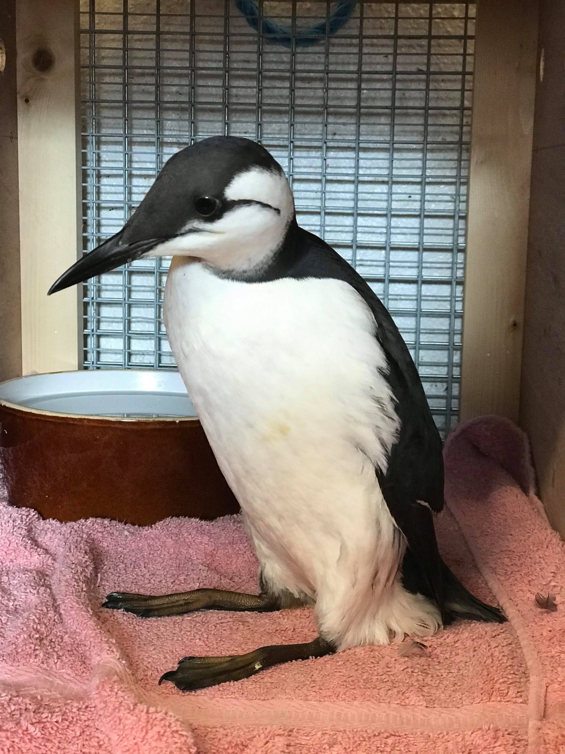 Oiled_Seabirds_JSPCA50891643_381908159280619_3986373174227894272_n-1