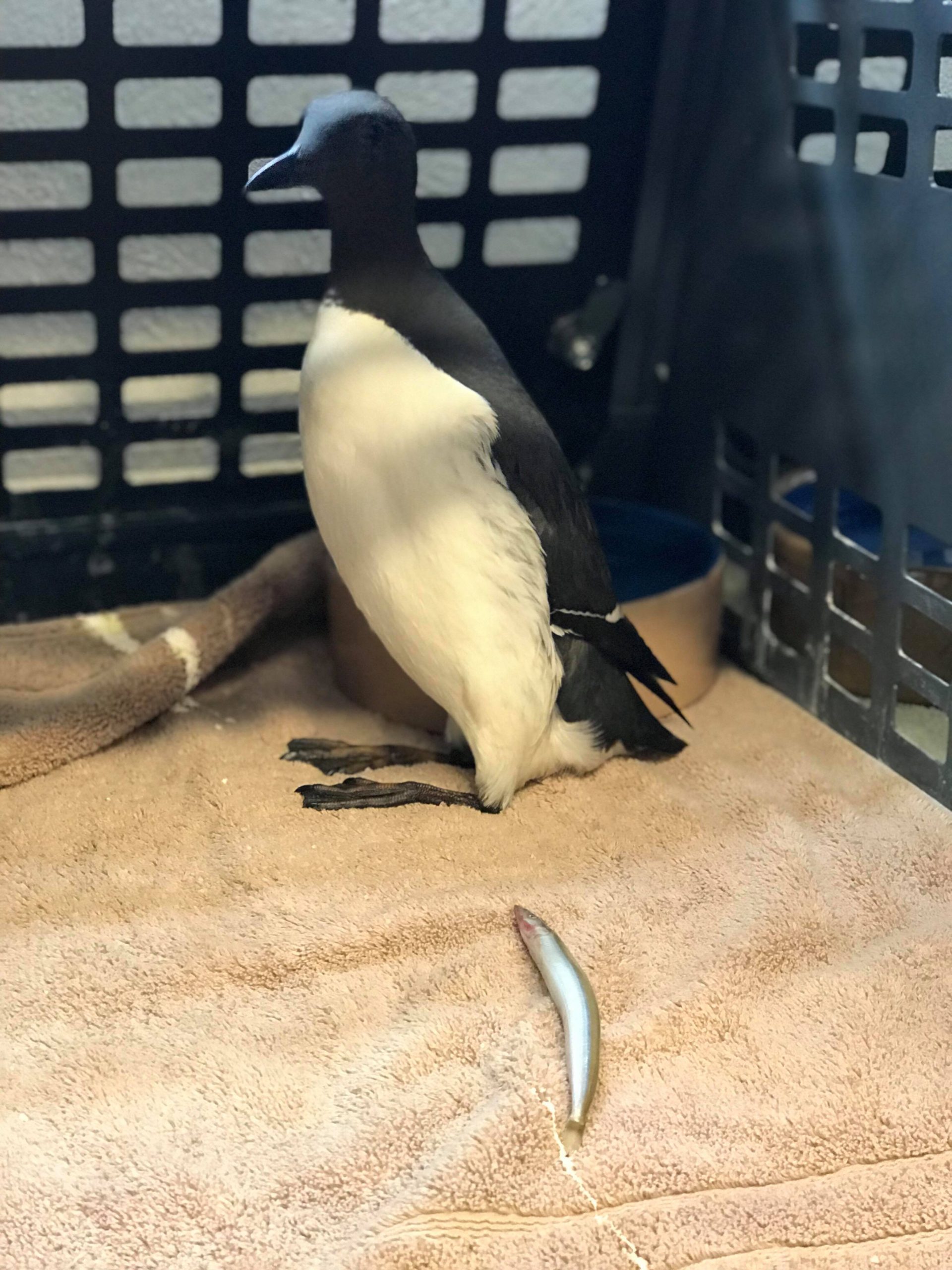 Oiled_Seabirds_JSPCA51047942_503640780159520_8089501138862211072_n.jpg