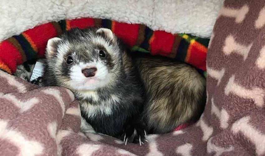 ferrets_1
