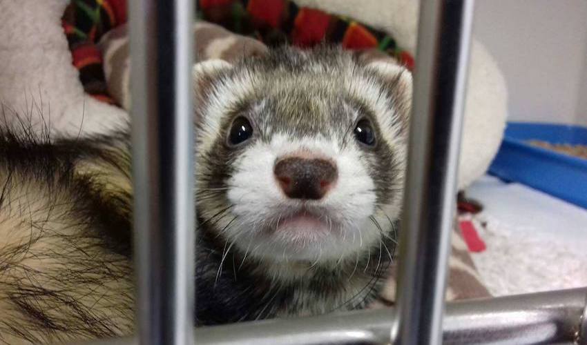 ferrets_2