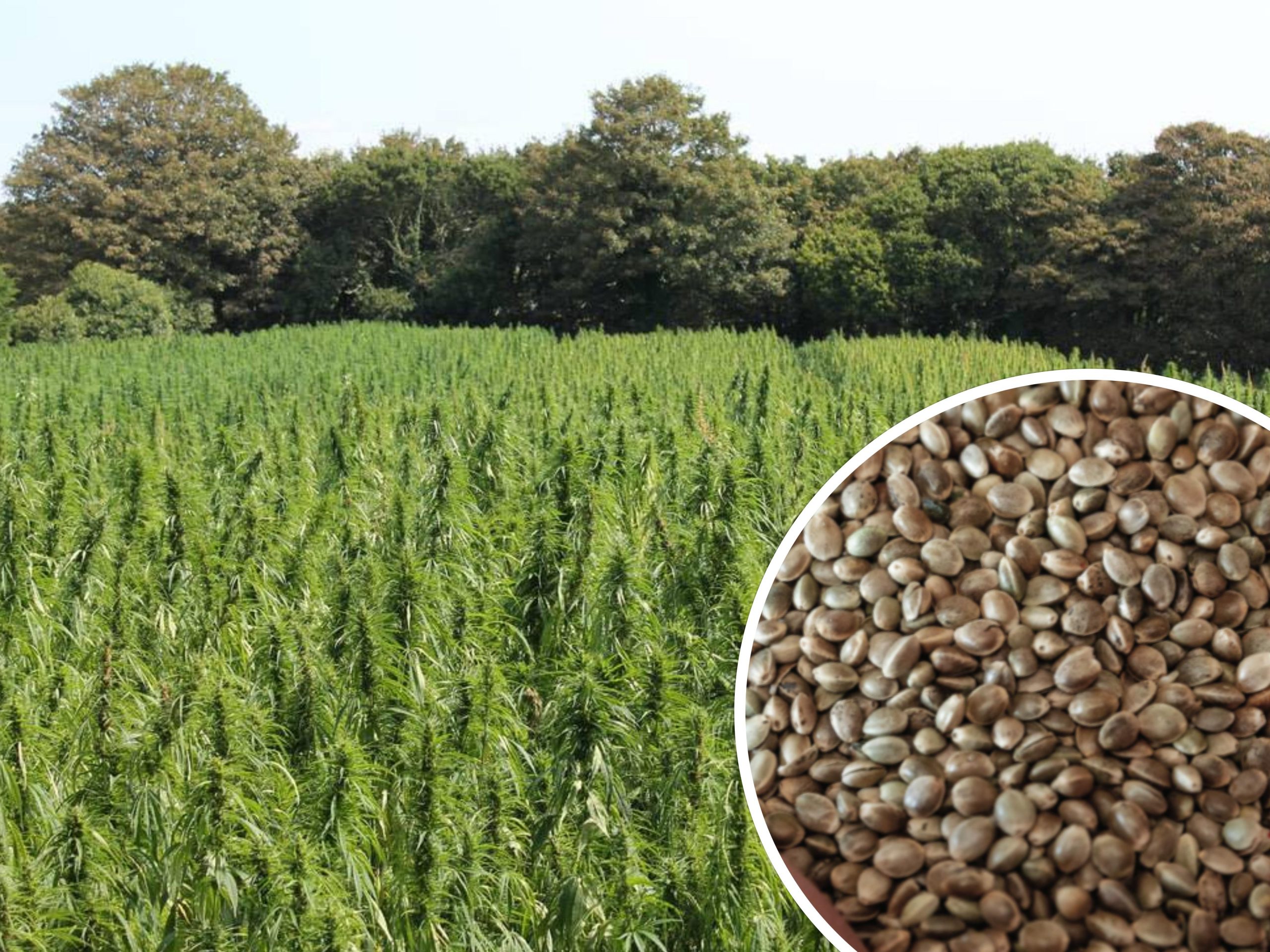 Jersey_Hemp-2.jpg