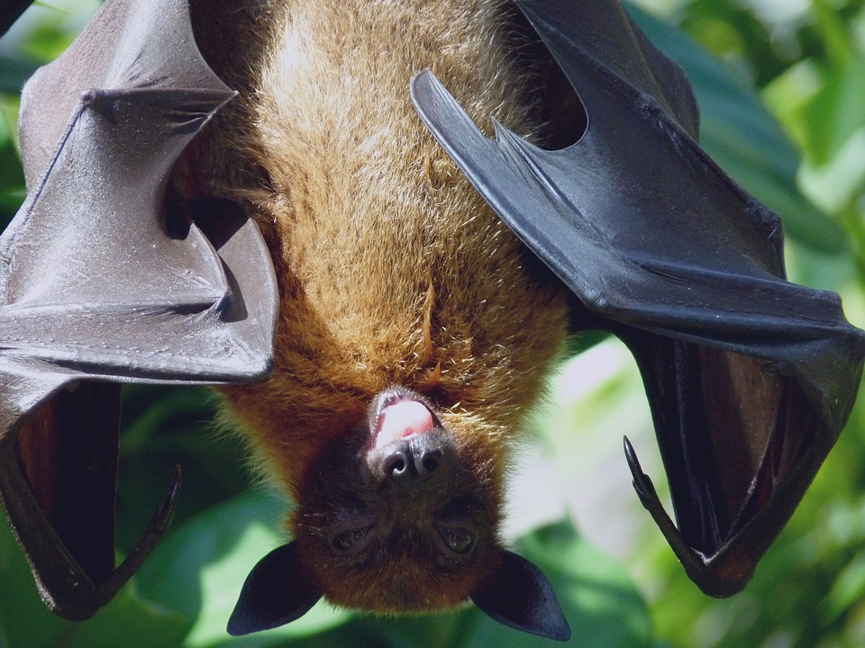 bat.jpg