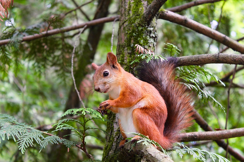 squirrel.jpg