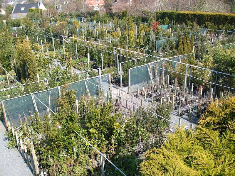 Guernsey gardens