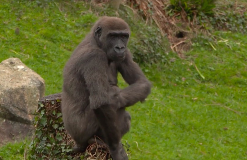 Indigo_gorilla_JERSEY_ZOO.jpg