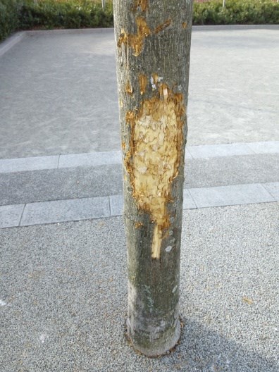 Millenium_Park_Tree.jpg