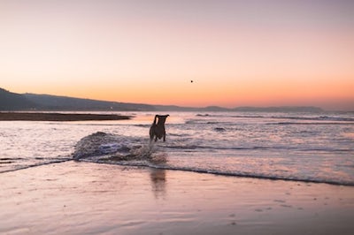 sunset_and_dog.jpeg