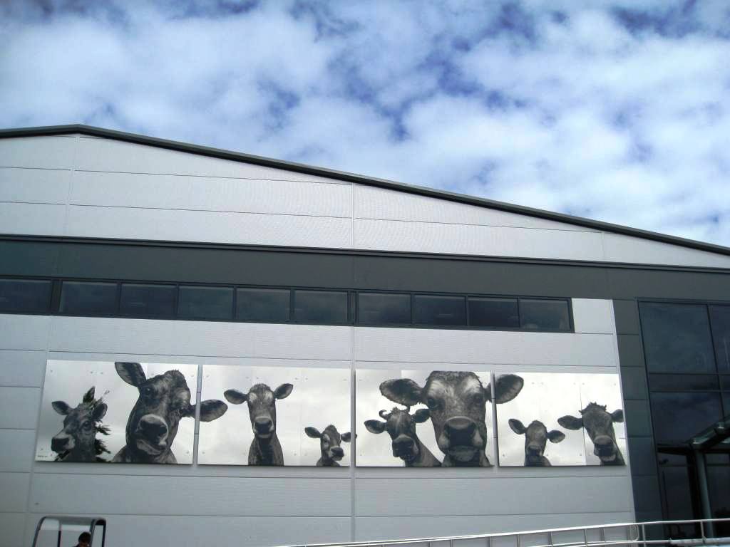 jerseydairy