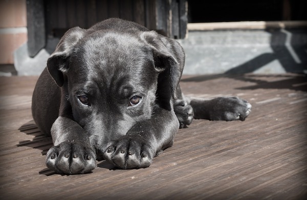 pet dog puppy