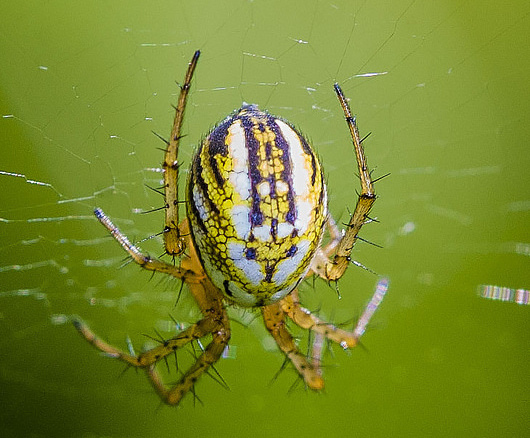 Cricket_bat_spider_Managora_acalypha_Simon_Robson.jpg