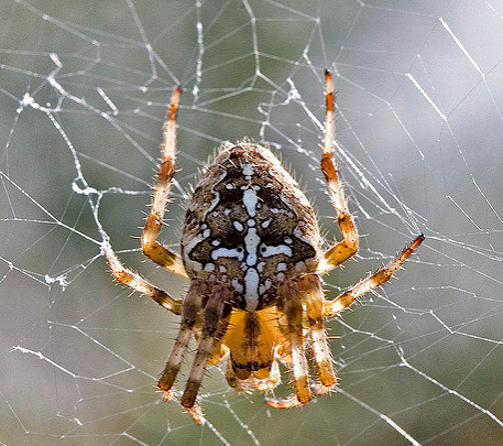 garden_spider_Simon_Robson.jpg