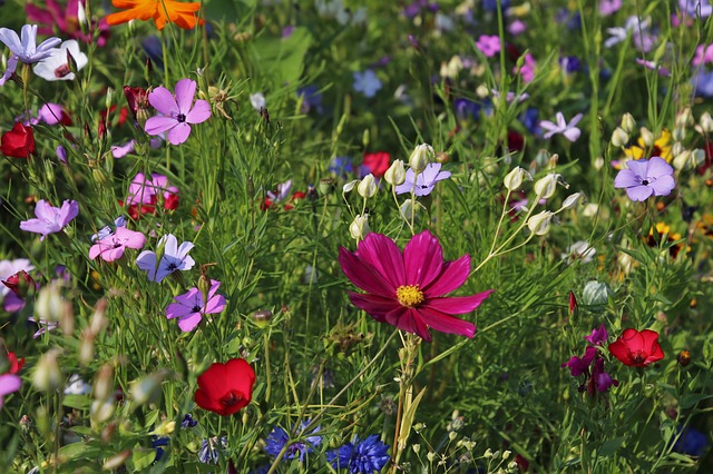wildflowers-3571119_640.jpg
