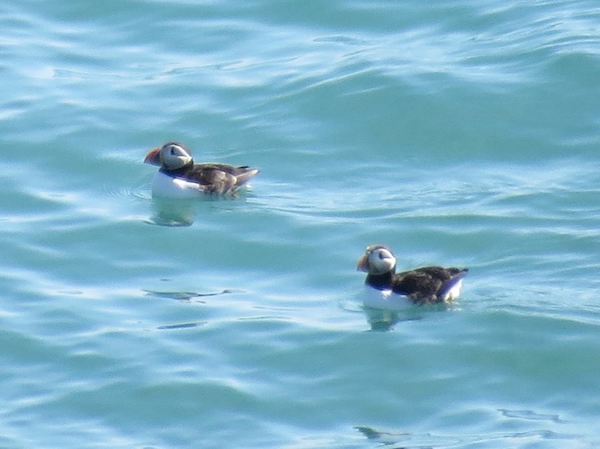 Puffins.jpg