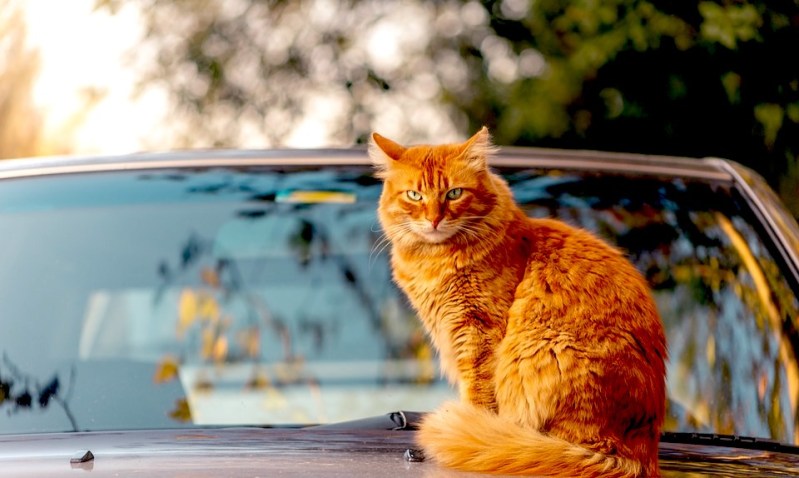 catcarfeline.jpg