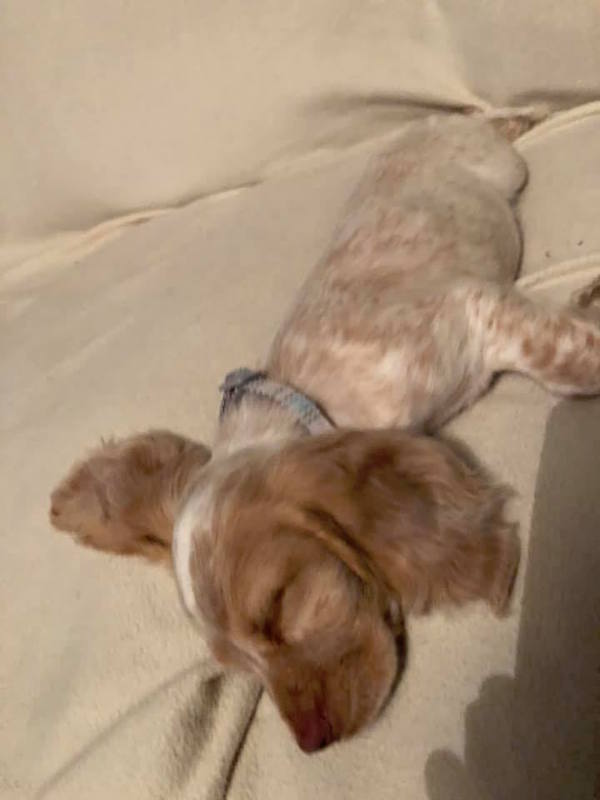 fighting for Nala puppy