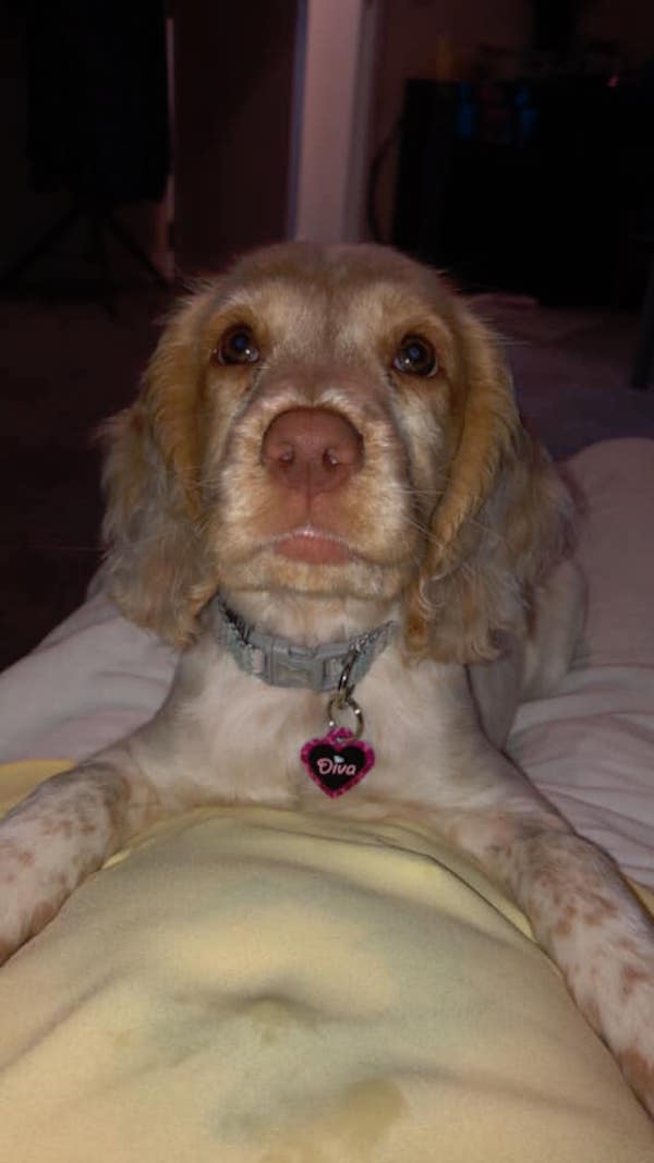 fighting for Nala puppy