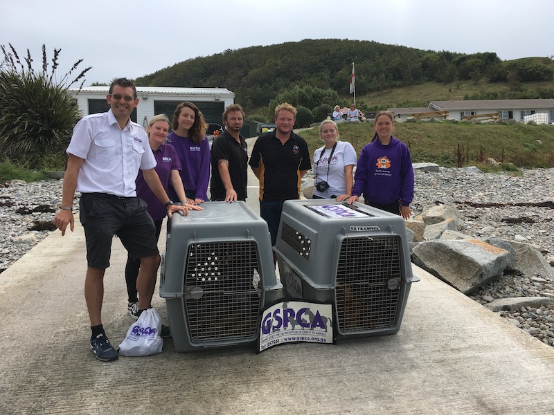 GSPCA Island Rib Voyages seals