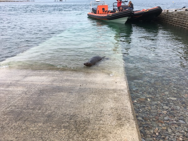 Hannah seal release