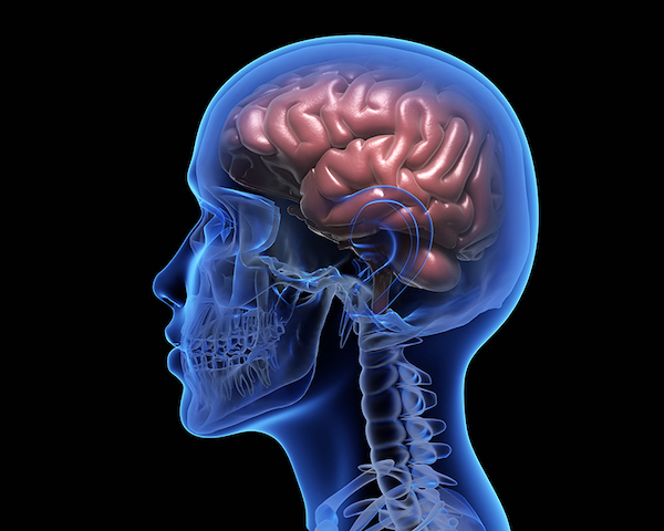 NEURODIVERSE_PHOTO_web_-_human-brain-PM656JQ.jpg