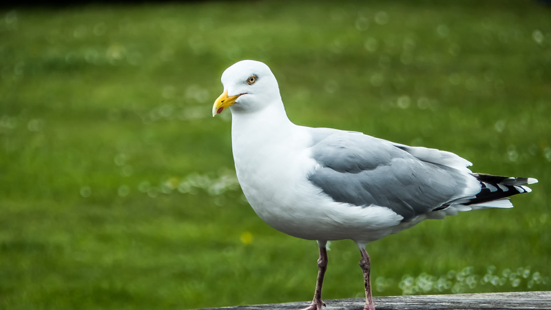 angry-gull.jpg