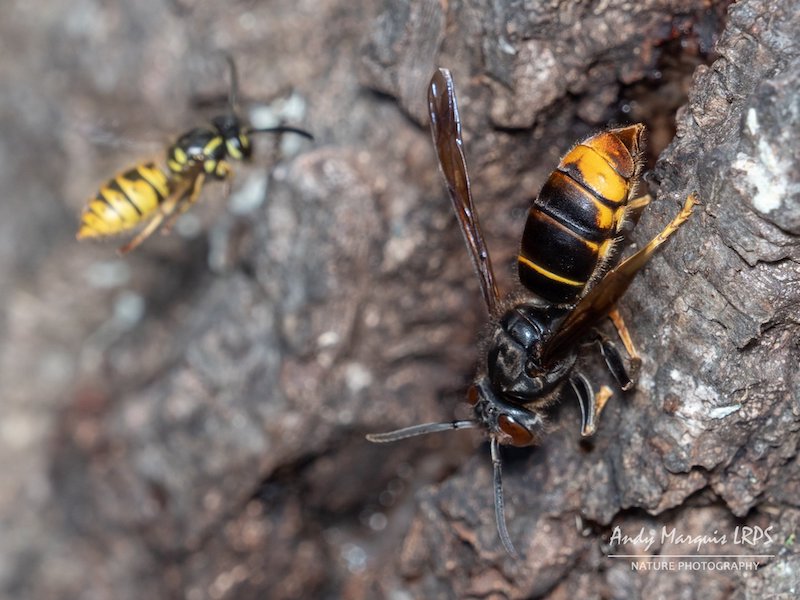 Asian Hornet credit Andy Marquis