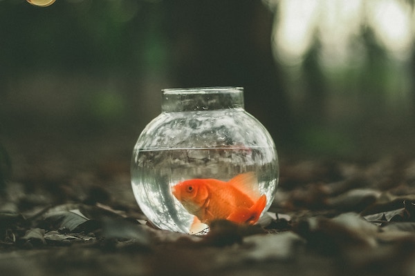 fish bowl