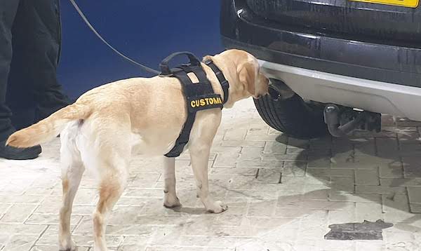 customs_detector_dog.jpg